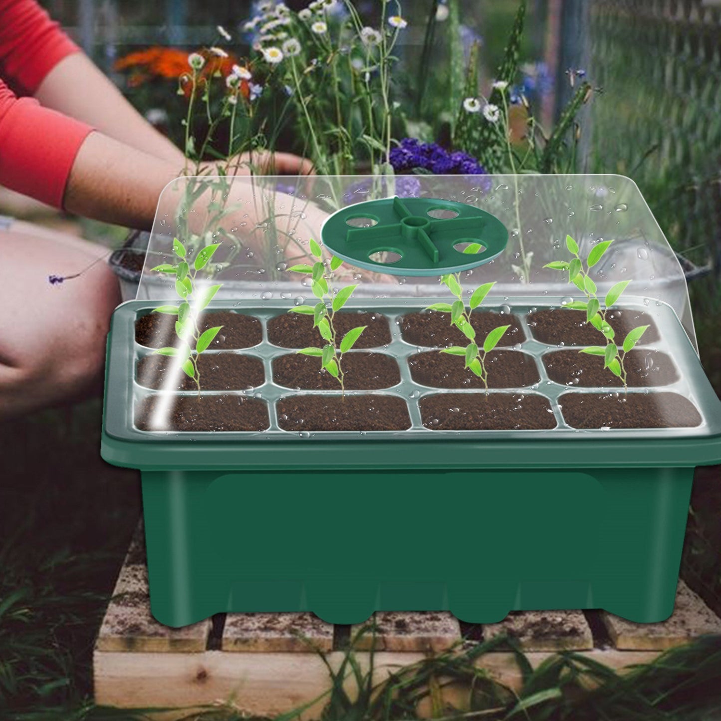 10-Pack Seedling Starter Trays with 12 Cells Each