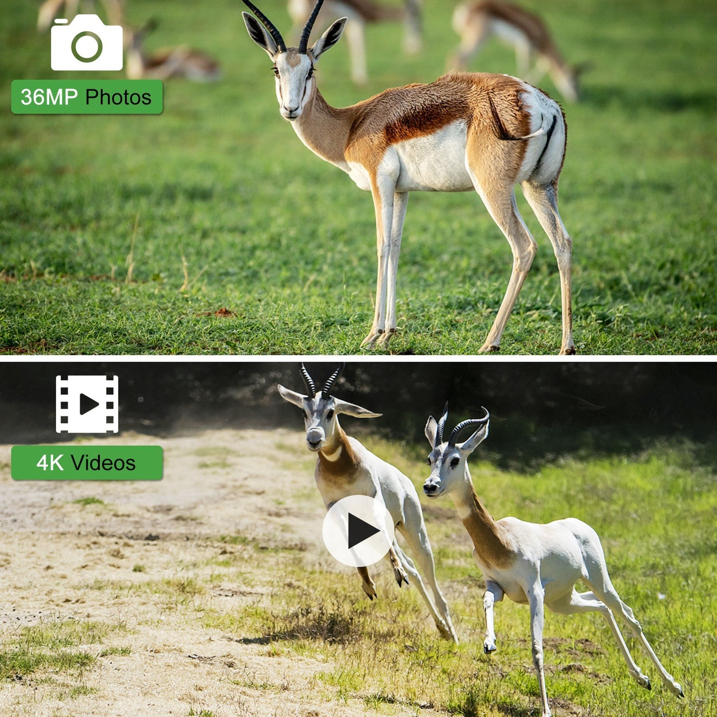 4K 36MP Dual Lens Trail Camera with 2.4 TFT Screen, Motion Activated, No Glow Night Vision, for Wildlife and Farm Security