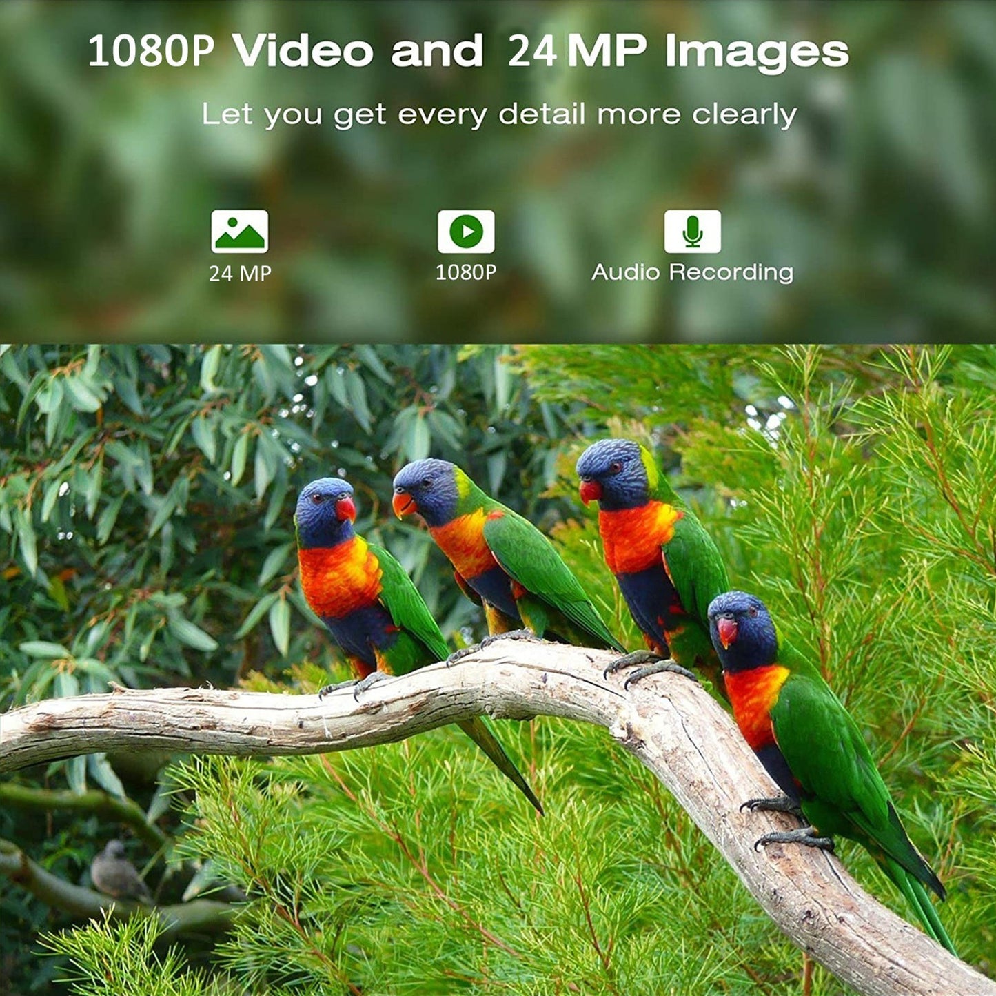1080P Solar WiFi Smart Bird Feeder Camera - Wireless & Waterproof Bird Watching